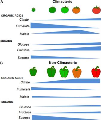 Modifications in Organic Acid Profiles During Fruit Development and Ripening: Correlation or Causation?